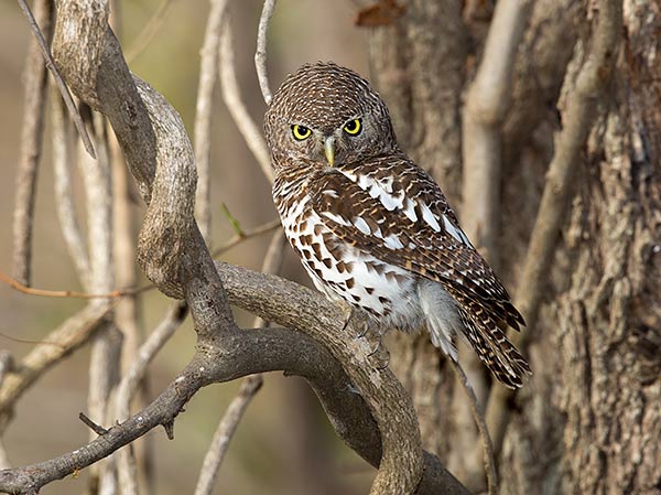 Barred Owlet